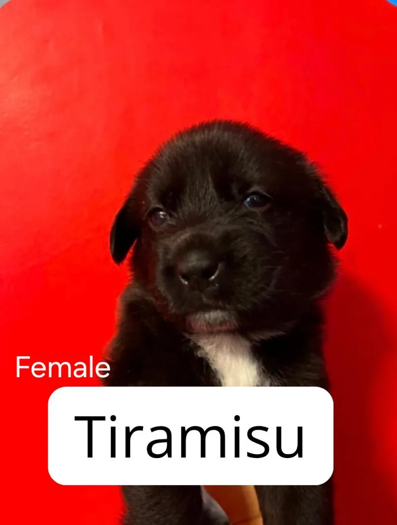A baby medium-sized female Australian Cattle Dog / Blue Heeler dog named Tiramisu for adoption in Lake Elsinore, CA