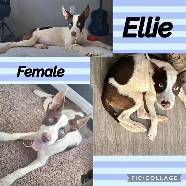 A baby medium-sized female Husky dog named Ellie for adoption in Manchester, CT
