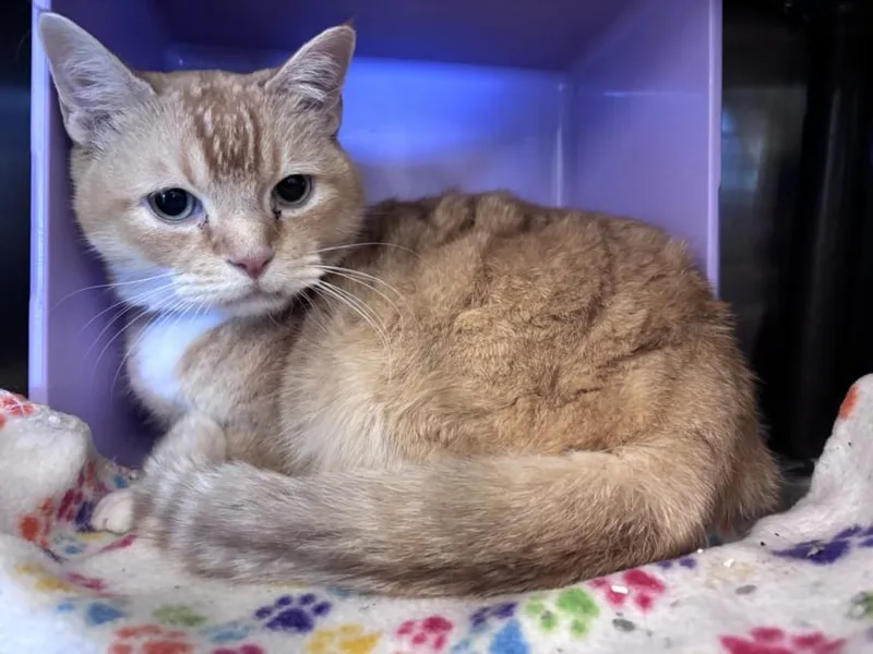 An adult medium-sized male Domestic Short Hair cat named Prince Albert for adoption in Houston, TX