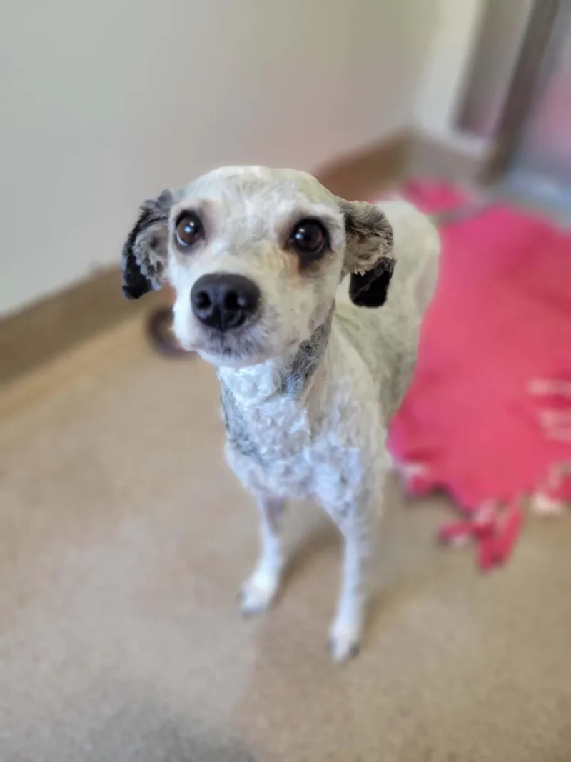 An adult small-sized female Gray / Blue / Silver Miniature Poodle dog named Gertrude for adoption in Chambersburg, PA