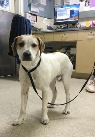 A young medium-sized female Terrier dog named Monroe for adoption in Riverside, CA