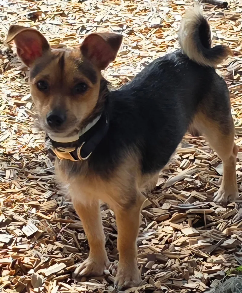 A young small-sized male Black Yorkshire Terrier dog named Oz for adoption in White Lake, MI