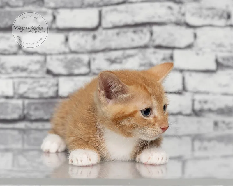 A baby medium-sized female Tabby (Orange / Red) Domestic Short Hair cat named Lacy for adoption in Tuscaloosa, AL