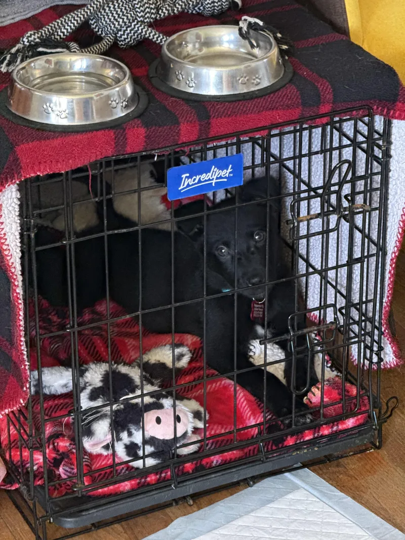 Delilah  Female D thumbnail 2