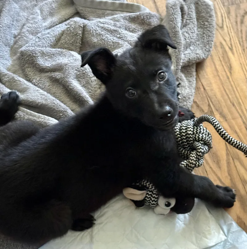 Delilah  Female D thumbnail 3