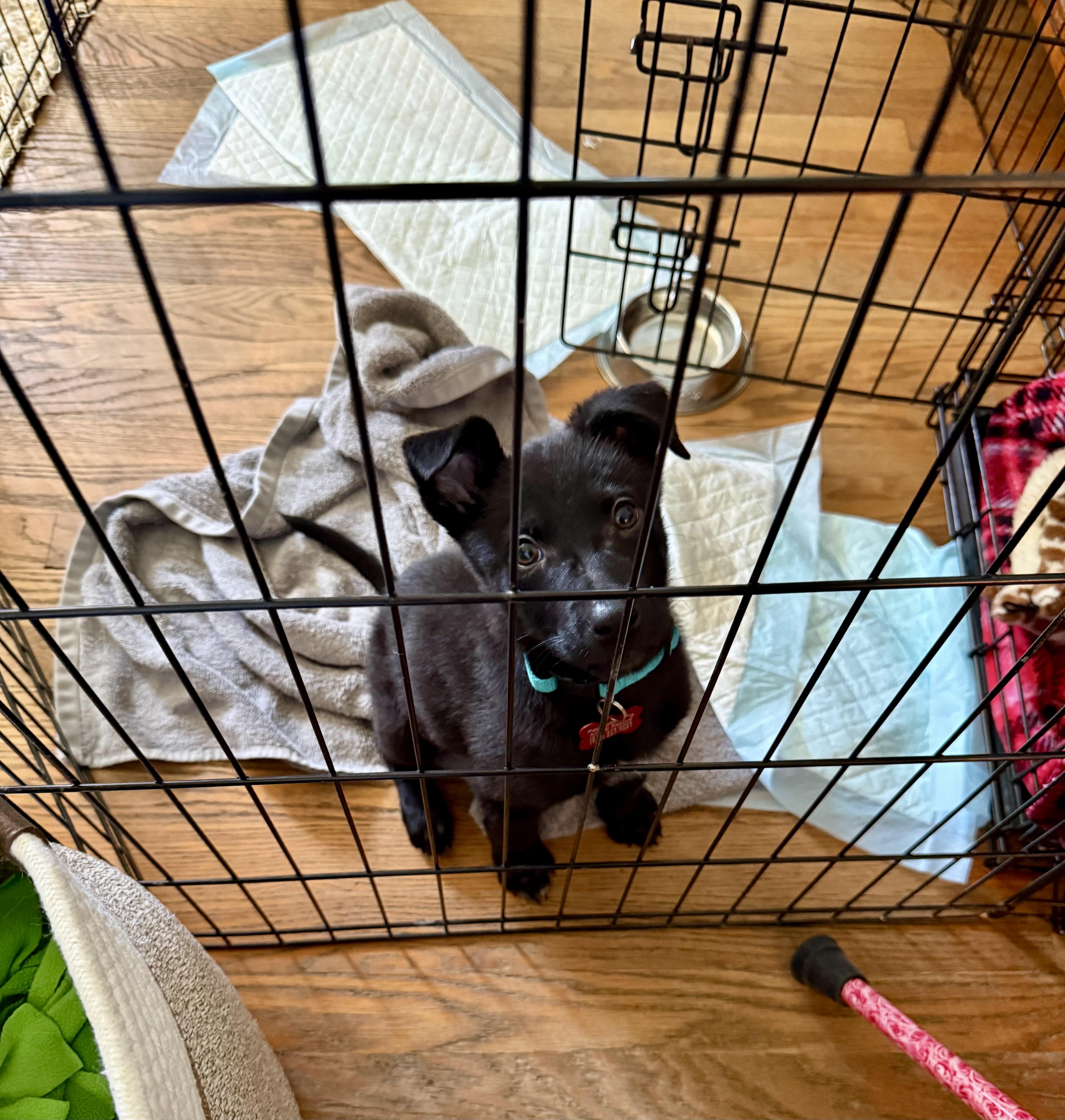 Delilah  Female D thumbnail 4