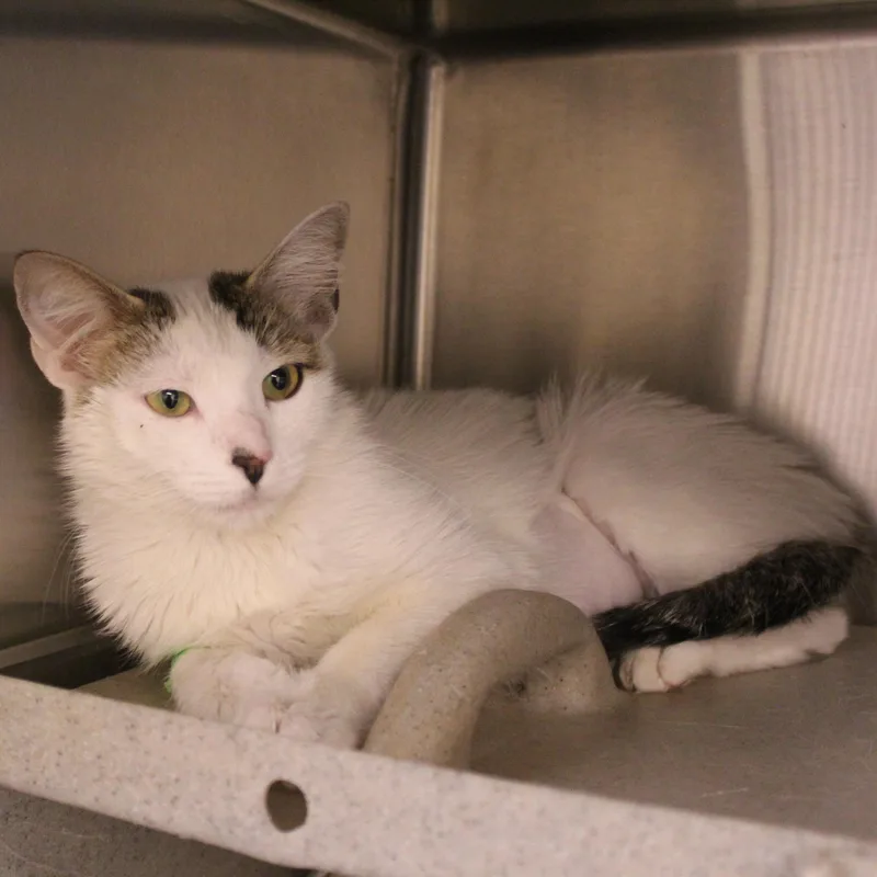 A young medium-sized female White Domestic Short Hair cat named Chelsea for adoption in Yucca Valley, CA