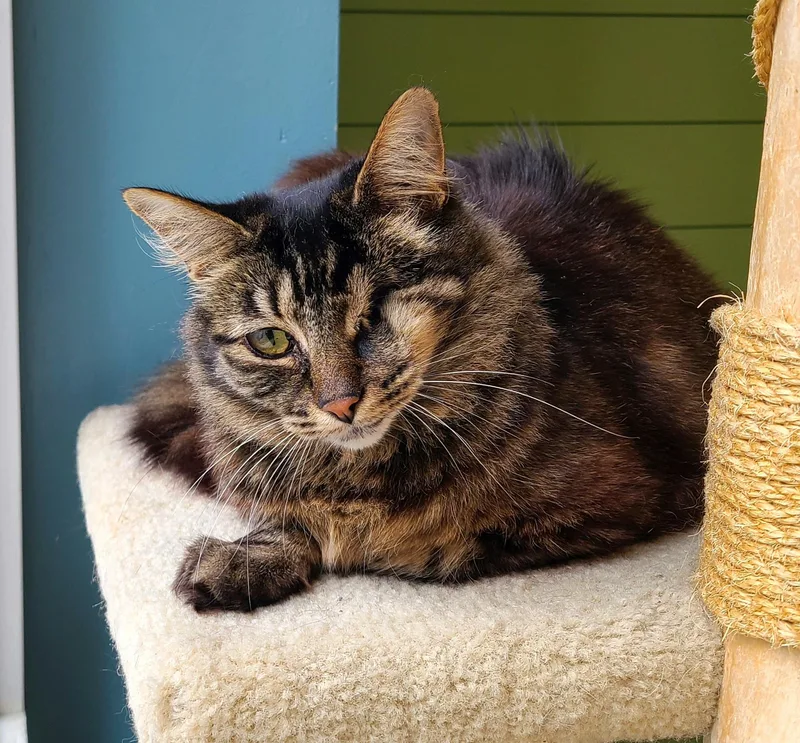 An adult medium-sized female Tabby (Brown / Chocolate) Domestic Medium Hair cat named Haven for adoption in Kirkland, WA