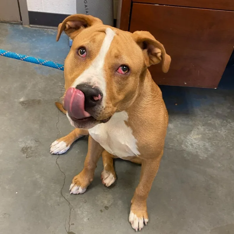 A young medium-sized male Yellow / Tan / Blond / Fawn Mixed Breed dog named Hooper for adoption in Memphis, TN