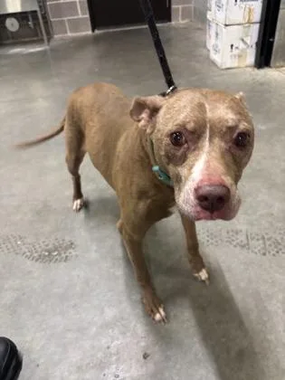 A senior medium-sized female Bull Terrier dog named Daisy for adoption in Atlanta, GA