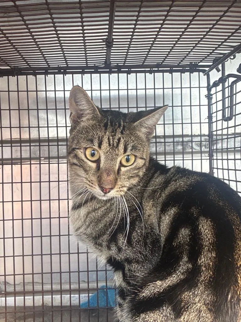 A young medium-sized male Domestic Short Hair cat named Truffle for adoption in New Braunfels, TX