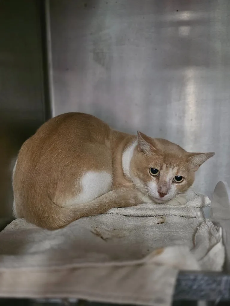 A young medium-sized male Domestic Short Hair cat named Stelios for adoption in Rockport, TX