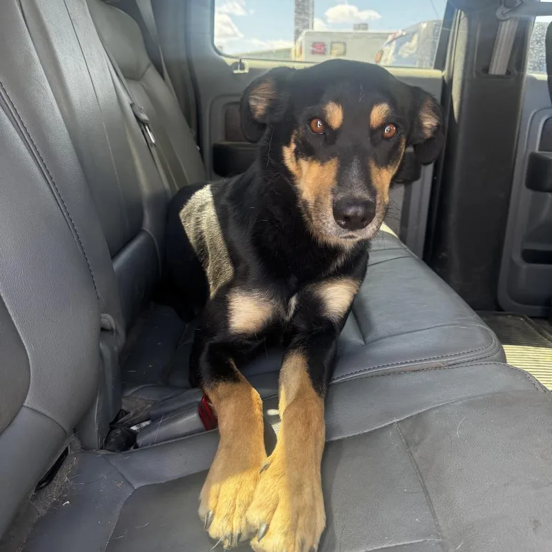 A baby medium-sized male Black Shepherd dog named Pups for adoption in Carlin, NV