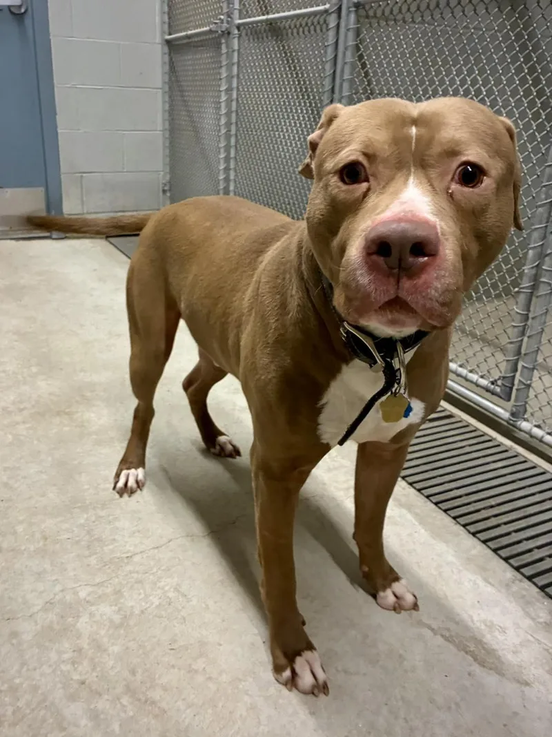 An adult large-sized male Brown / Chocolate Pit Bull Terrier dog named Denny for adoption in Guilford, CT