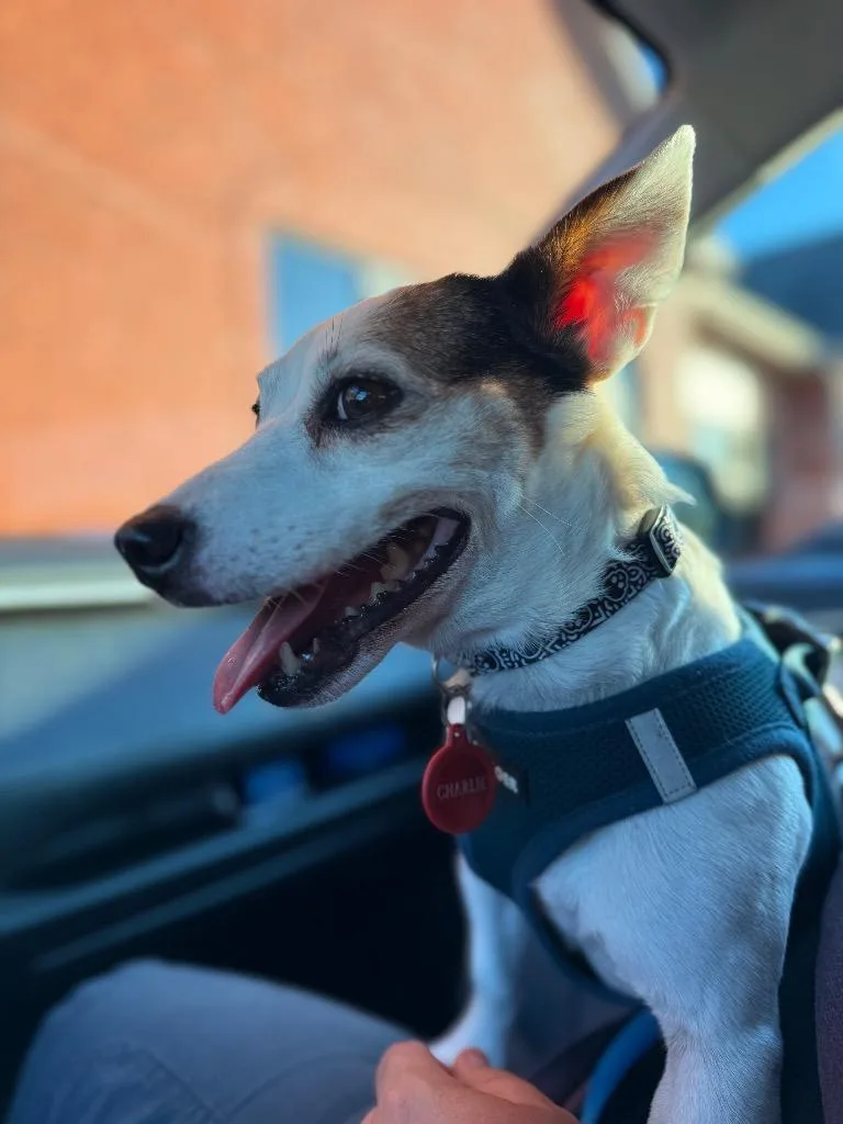 A senior small-sized male Jack Russell Terrier dog named Charlie for adoption in Clarksville, TN