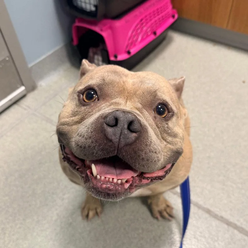 An adult medium-sized female Mixed Breed dog named Tinkerbell for adoption in New Castle, DE