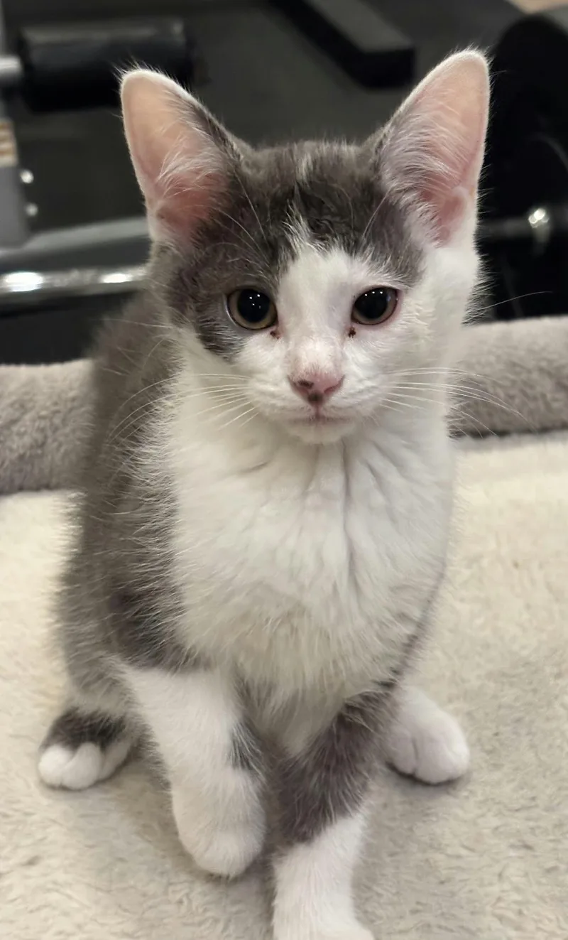 A baby medium-sized female Gray & White Domestic Short Hair cat named Bonnethead for adoption in Martinsville, IN