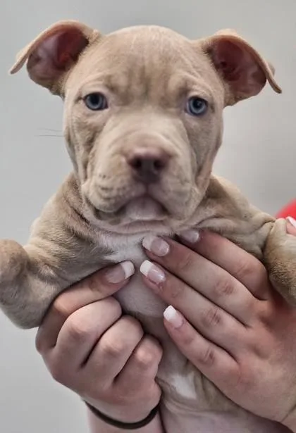 A baby small-sized female Mixed Breed dog named Paisley for adoption in West Chester, PA