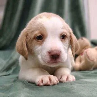 Van Halen thumbnail 2