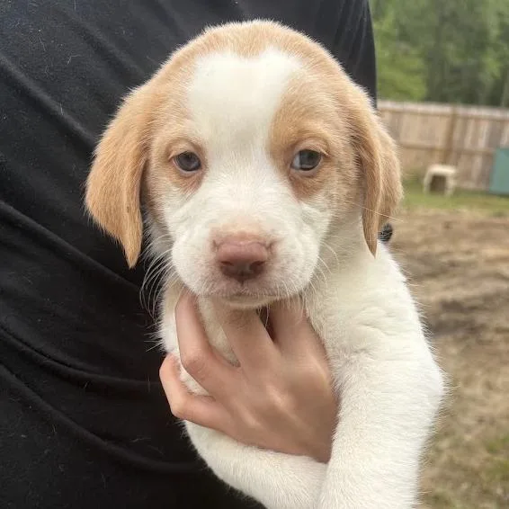 Van Halen thumbnail 3