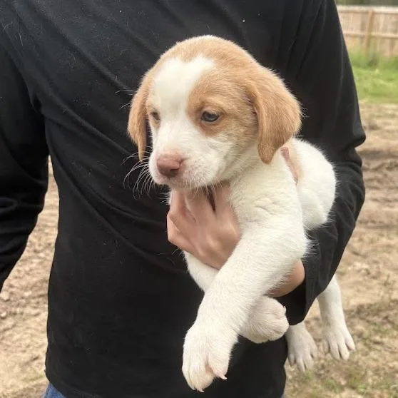 Van Halen thumbnail 4