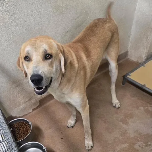 A young large-sized male Mixed Breed dog named Brownie for adoption in Murray, UT
