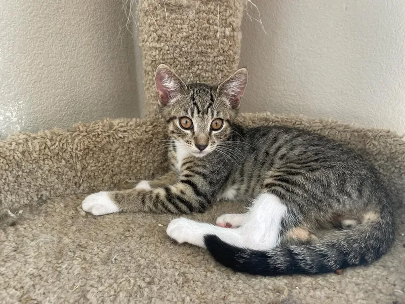 A baby medium-sized male Domestic Short Hair cat named Watson for adoption in Lincoln, CA