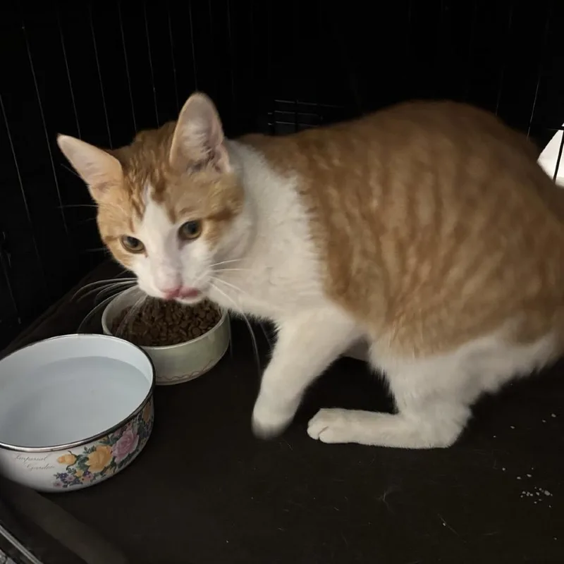 An adult medium-sized male Orange / Red Domestic Short Hair cat named Mr Potts for adoption in Williston, FL