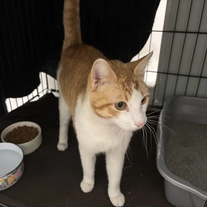 Mr Potts thumbnail 3