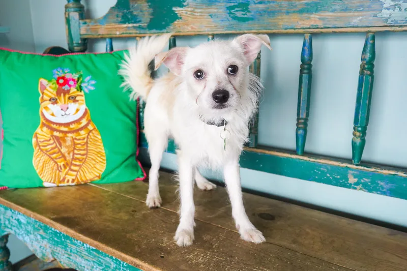An adult small-sized male White / Cream Cairn Terrier dog named Pecan for adoption in San Antonio, TX