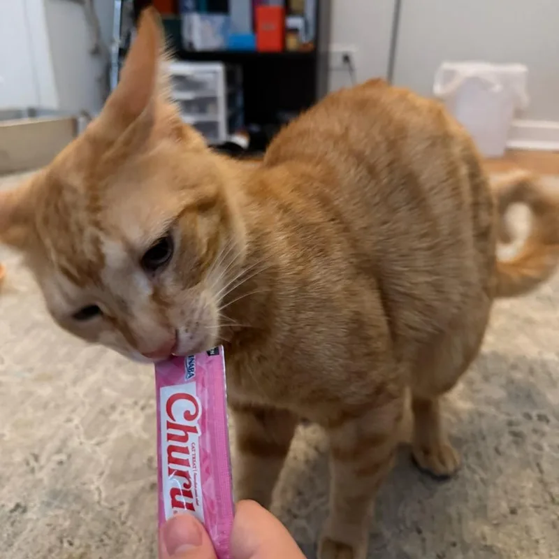 An adult large-sized male Orange / Red Domestic Short Hair cat named Mouth for adoption in Evanston, IL
