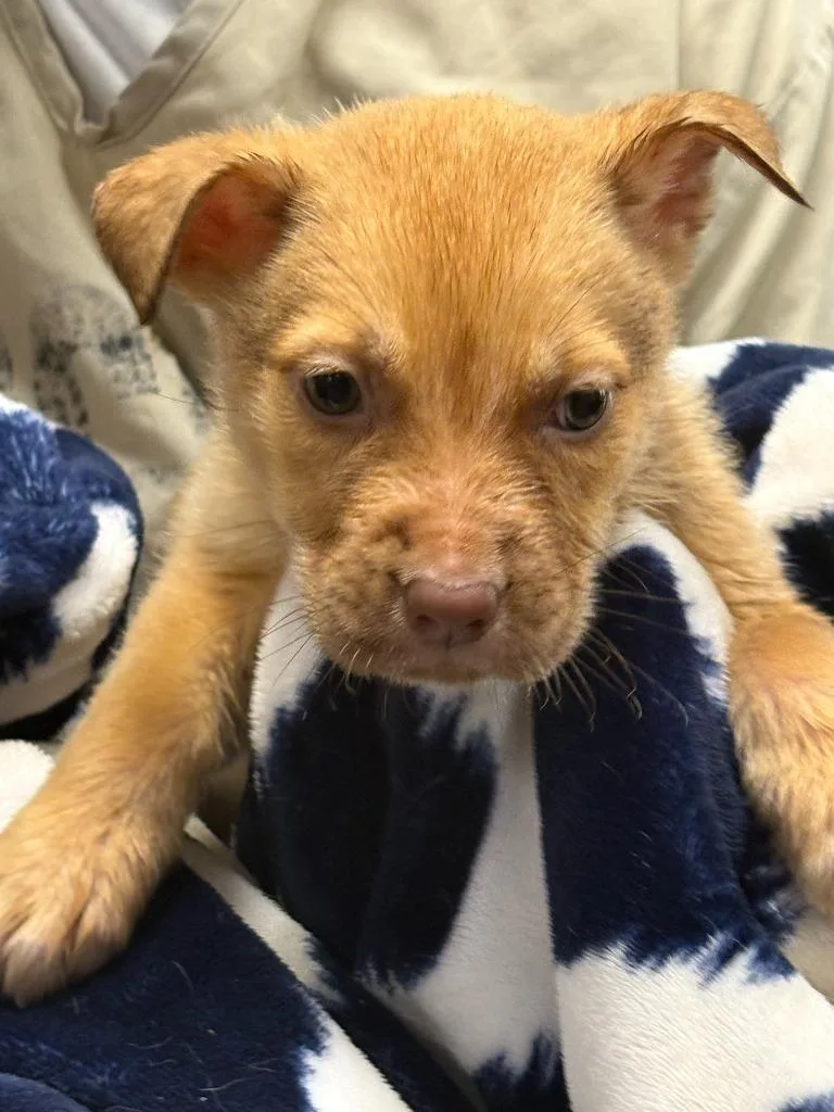 A baby medium-sized female German Shepherd Dog dog named Gingerbread for adoption in Effingham, SC