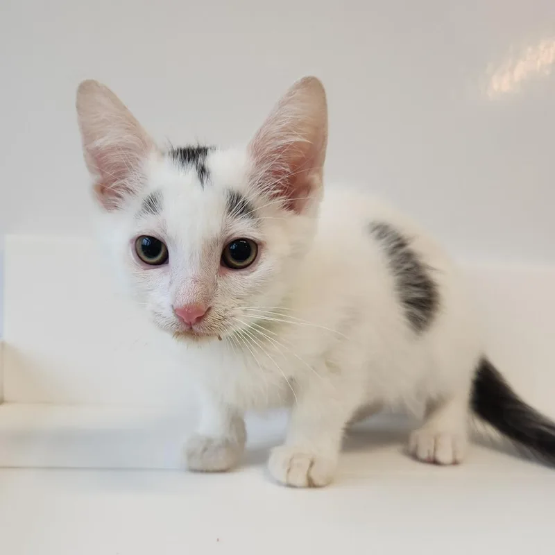 A baby small-sized male Black Domestic Short Hair cat named Phoenix for adoption in Fort Wayne, IN