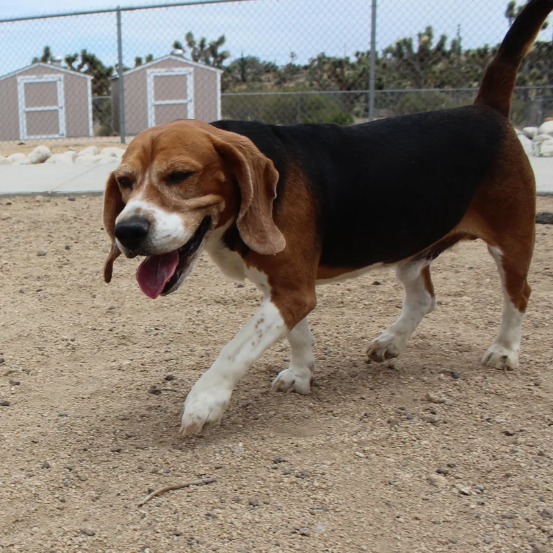 An adult medium-sized male Tricolor (Brown, Black, & White) Beagle dog named Chester for adoption in Yucca Valley, CA