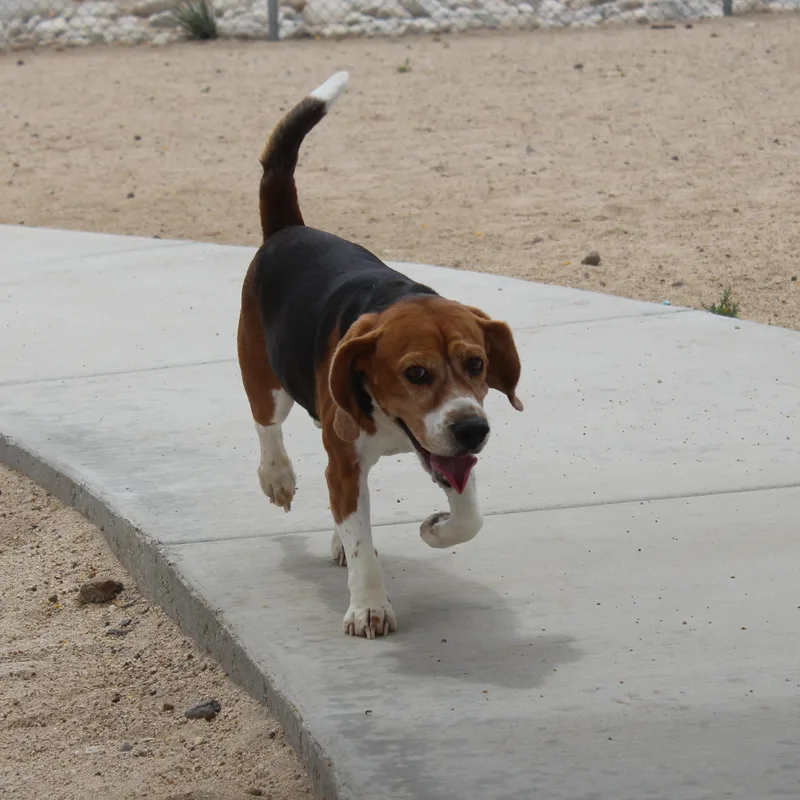 Chester thumbnail 3