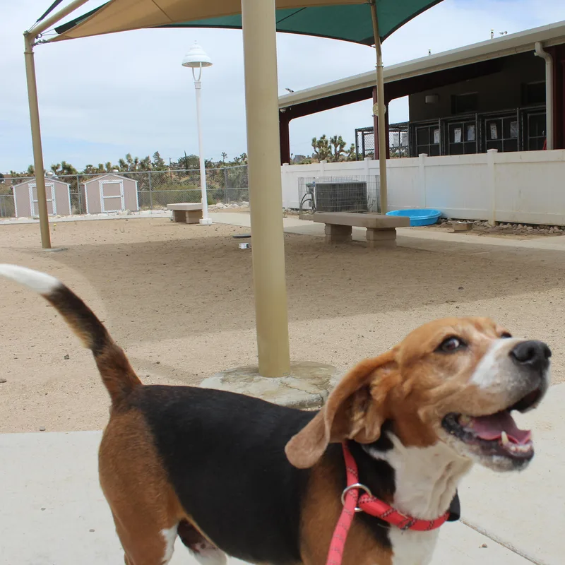 Chester thumbnail 4