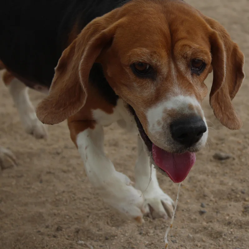 Chester thumbnail 6