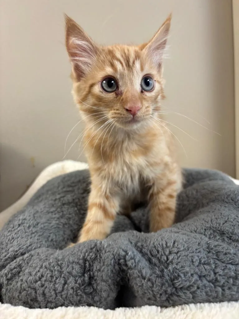 A baby large-sized male Domestic Short Hair cat named Hashbrown for adoption in Liverpool, NY
