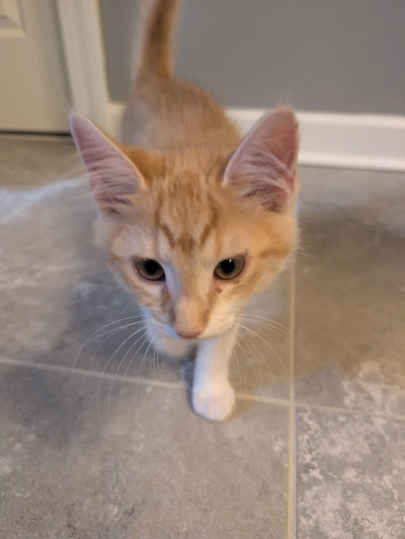 A baby small-sized male Domestic Short Hair cat named Whitaker for adoption in Moncks Corner, SC