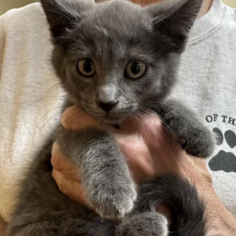 A baby medium-sized male Domestic Short Hair cat named Abigail & Asher Bonded for adoption in Clifton, NJ