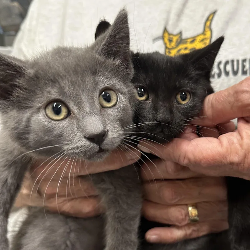 Abigail & Asher Bonded thumbnail 2