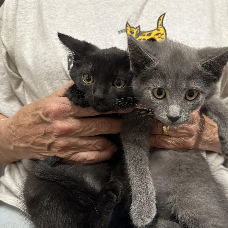 Abigail & Asher Bonded thumbnail 4