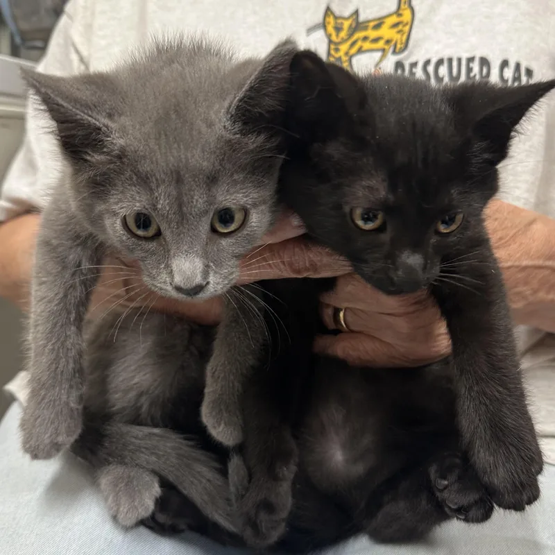 Abigail & Asher Bonded thumbnail 5