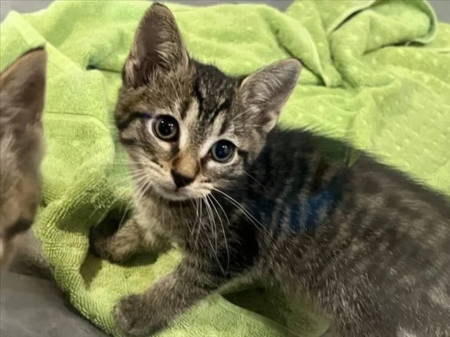 A baby small-sized female Domestic Short Hair cat named Elm for adoption in Chapel Hill, NC