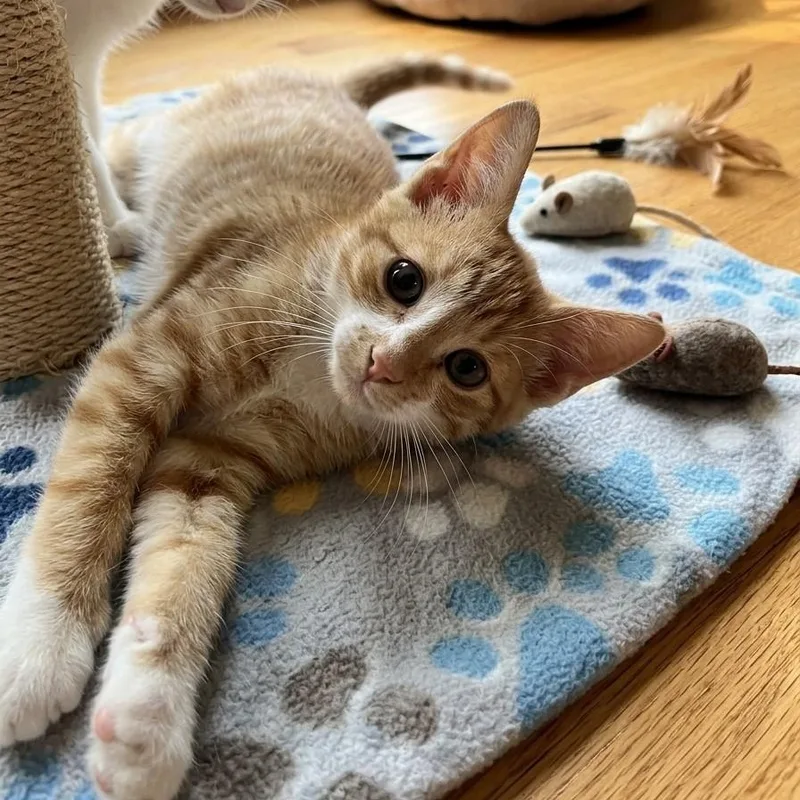 A baby medium-sized male Domestic Short Hair cat named Kyle for adoption in Boca Raton, FL