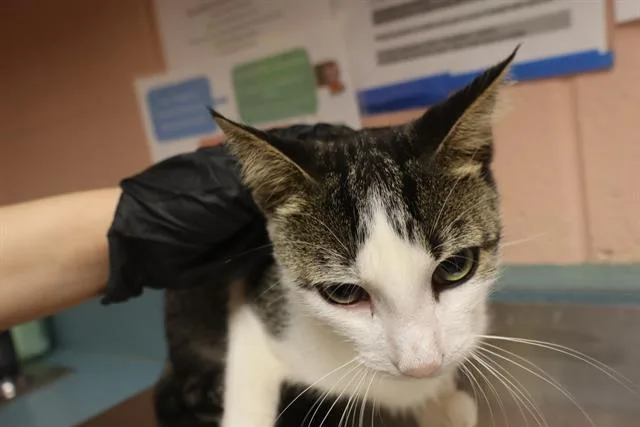 A young medium-sized male Domestic Short Hair cat named Elliot for adoption in Columbia, SC