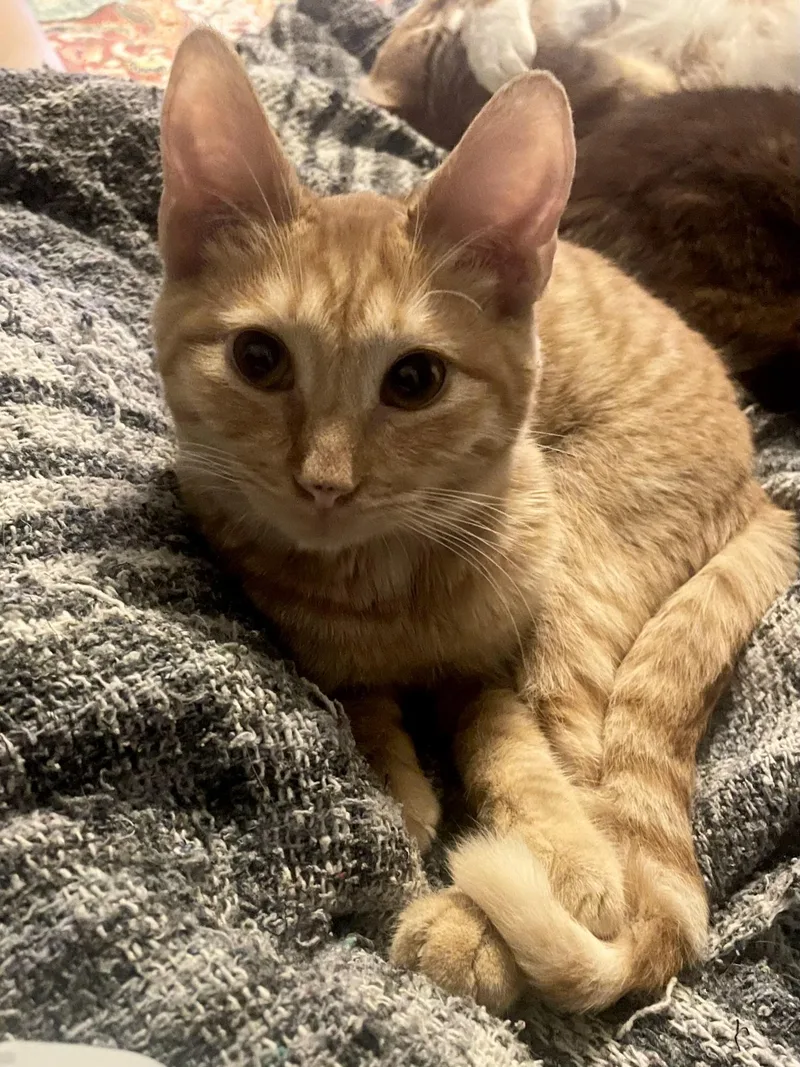 A young medium-sized male Orange / Red Domestic Short Hair cat named Boone for adoption in Goodyear, AZ