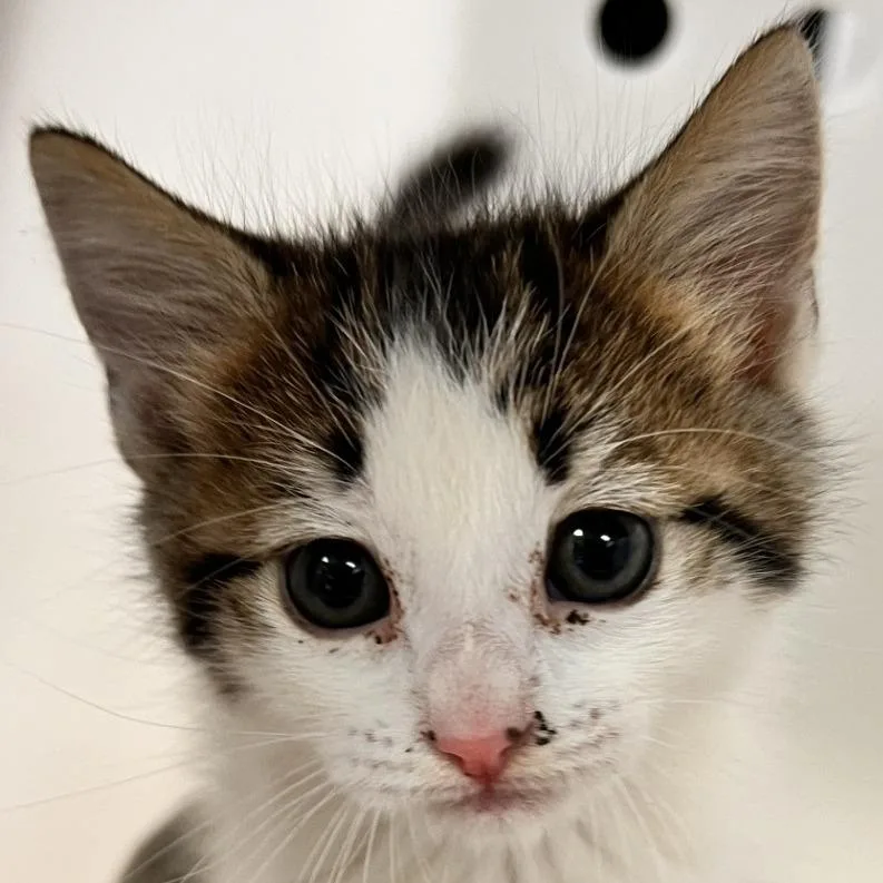A baby small-sized female White Domestic Short Hair cat named Evee for adoption in Las Cruces, NM