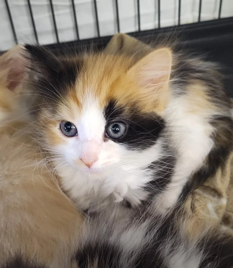 A baby small-sized female Domestic Short Hair cat named Gucci for adoption in Grand Forks, ND