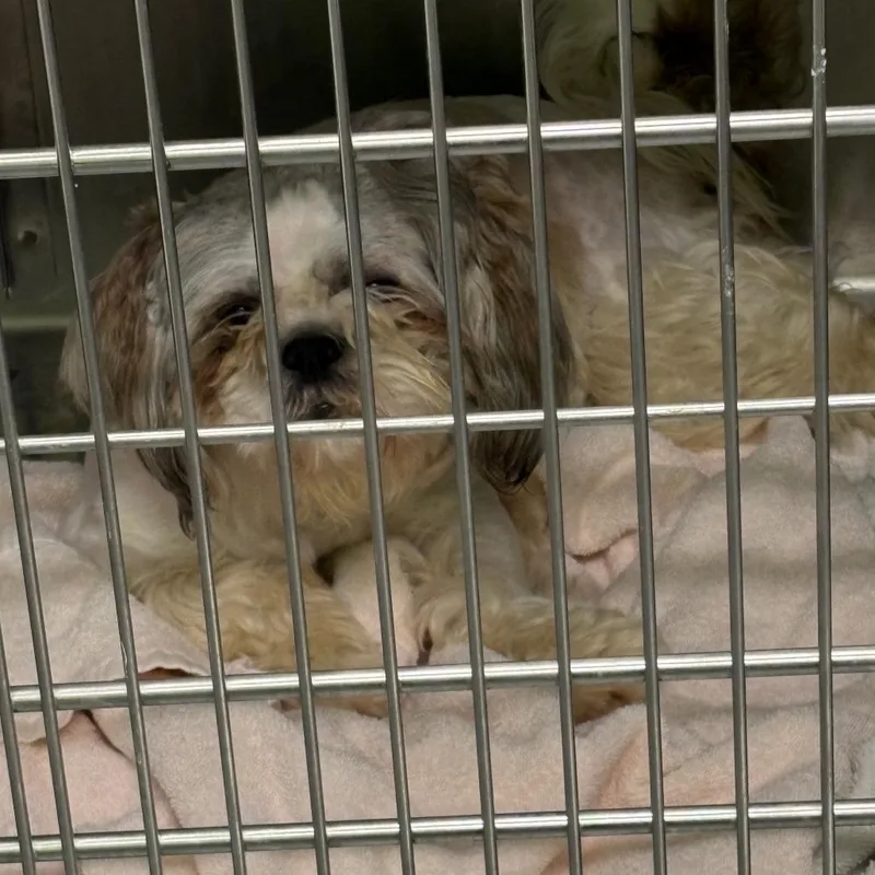 Shamrock thumbnail 2